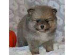 Pomeranian Puppy for sale in Mountain Grove, MO, USA