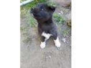 Akita Puppy for sale in Bay City, MI, USA