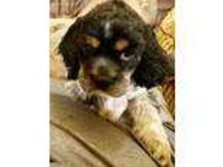 Cocker Spaniel Puppy for sale in Bowling Green, KY, USA