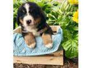 Bernese Mountain Dog Puppy for sale in Platteville, WI, USA