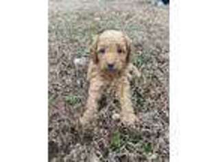 Goldendoodle Puppy for sale in Thompsonville, IL, USA