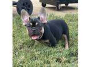 French Bulldog Puppy for sale in Madison, AL, USA