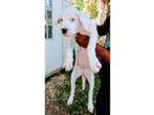 Dogo Argentino Puppy for sale in Bartow, FL, USA