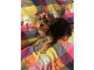 Yorkshire Terrier Puppy for sale in Florence, SC, USA