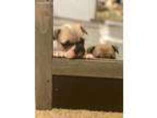French Bulldog Puppy for sale in Silt, CO, USA