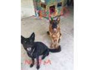 German Shepherd Dog Puppy for sale in Willis, TX, USA