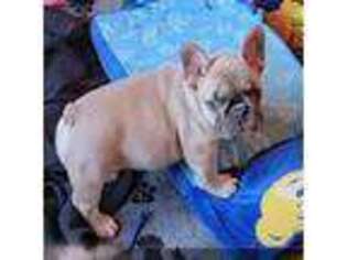 French Bulldog Puppy for sale in Belleville, IL, USA