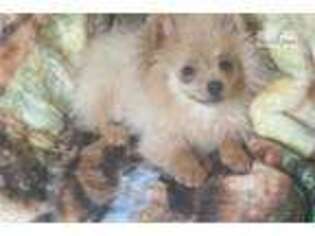 Pomeranian Puppy for sale in New Haven, CT, USA