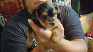 Yorkshire Terrier Puppy for sale in San Antonio, TX, USA