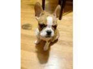 French Bulldog Puppy for sale in Florence, MA, USA