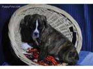 Boxer Puppy for sale in Ider, AL, USA
