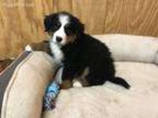 Bernese Mountain Dog Puppy for sale in Osgood, IN, USA
