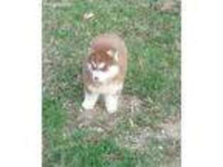 Siberian Husky Puppy for sale in Fredonia, WI, USA