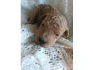 Goldendoodle Puppy for sale in Lynnville, TN, USA