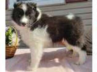 Shetland Sheepdog Puppy for sale in New Holland, OH, USA