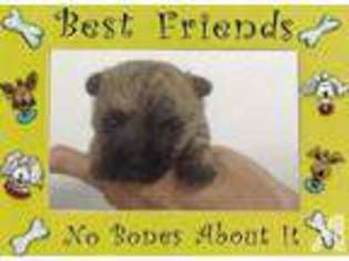 Norwich Terrier Puppy for sale in CLIFTON, KS, USA