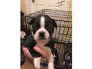 Boston Terrier Puppy for sale in Reedsburg, WI, USA