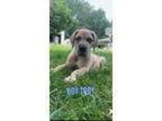 Great Dane Puppy for sale in Norwalk, OH, USA