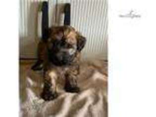 Soft Coated Wheaten Terrier Puppy for sale in Unknown, , USA