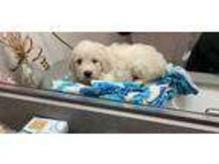 Goldendoodle Puppy for sale in Thomasville, GA, USA