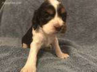 Cocker Spaniel Puppy for sale in Port Crane, NY, USA