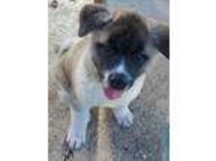 Akita Puppy for sale in Naples, FL, USA
