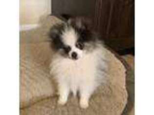 Pomeranian Puppy for sale in Morgan, UT, USA