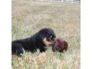 Rottweiler Puppy for sale in East Berlin, PA, USA