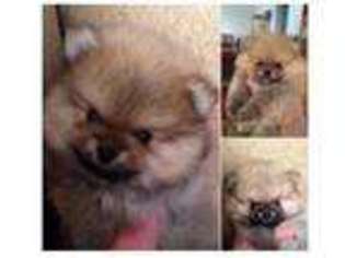 Pomeranian Puppy for sale in MEDFORD, OR, USA