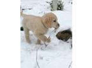 Golden Retriever Puppy for sale in Stanwood, WA, USA