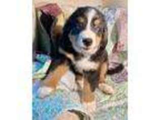 Bernese Mountain Dog Puppy for sale in Burlington, KY, USA