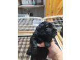 Scottish Terrier Puppy for sale in Watkins, MN, USA