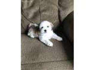 Havanese Puppy for sale in Toledo, OH, USA