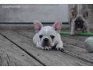French Bulldog Puppy for sale in Bryan, TX, USA