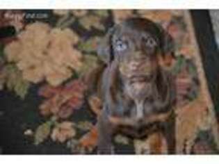Doberman Pinscher Puppy for sale in Cottonwood, CA, USA