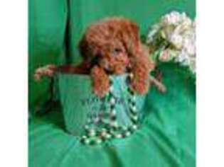 Goldendoodle Puppy for sale in Fresno, CA, USA