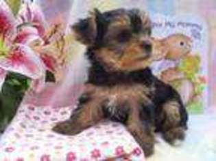 Yorkshire Terrier Puppy for sale in ALMA, NY, USA