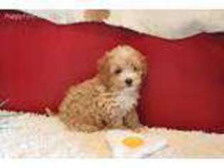 Goldendoodle Puppy for sale in Lawton, OK, USA