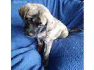 Mastiff Puppy for sale in Dover, PA, USA