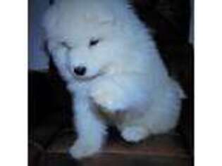 Samoyed Puppy for sale in Bossier City, LA, USA