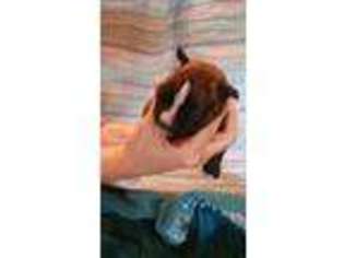 Boxer Puppy for sale in Waynesville, GA, USA