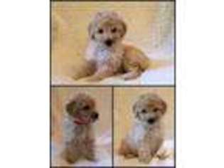 Mutt Puppy for sale in EAST BROOKFIELD, MA, USA