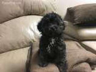 Mutt Puppy for sale in Imperial, MO, USA