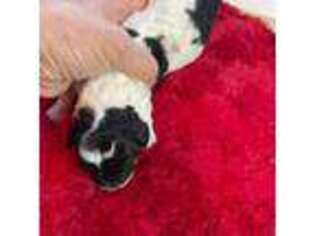 Mutt Puppy for sale in Poplar Bluff, MO, USA