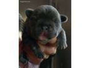 French Bulldog Puppy for sale in Othello, WA, USA