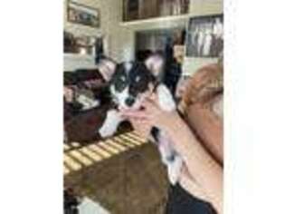 Pembroke Welsh Corgi Puppy for sale in Live Oak, CA, USA