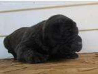 Neapolitan Mastiff Puppy for sale in Luther, OK, USA