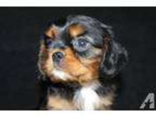 Cavalier King Charles Spaniel Puppy for sale in ELK CITY, KS, USA