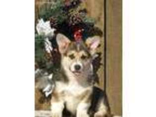 Pembroke Welsh Corgi Puppy for sale in Alton, MO, USA