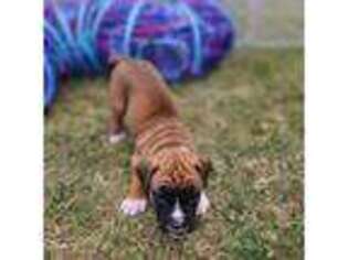 Boxer Puppy for sale in Pittsburgh, PA, USA